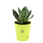 Sansar Green Indoor Live Plans Air Purifying Bundle From Sansar Green