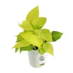 Sansar Green Indoor Live Plans Air Purifying Bundle From Sansar Green