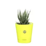 Sansar Green Combo of 3 indoor Plants With Pot From Sansar Green