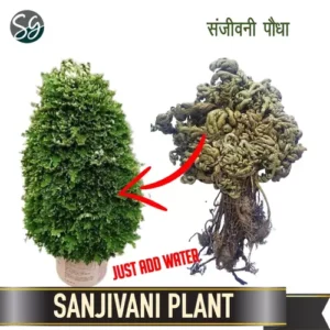Sansar Green Sanjeevani Booti Plant From Sansar Green