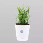 Sansar Green Set Of 3 Lucky Plants From Sansar Green