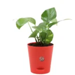 Sansar Green Set Of 3 Lucky Plants From Sansar Green