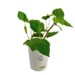 Sansar Green Set Of 3 Lucky Plants From Sansar Green