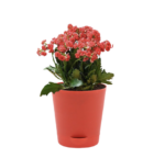Sansar Green Set of 3 Good Luck Plants From Sansar Green