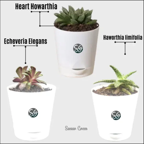 Sansar Green Set of 3 Indoor Plants With Self Watering Pot