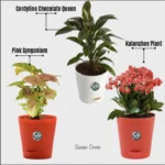 Sansar Green Set of 3 Plants For Healthy and Refreshing Day From Sansar Green