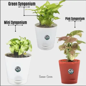 Sansar Green Set of Syngonium Plants