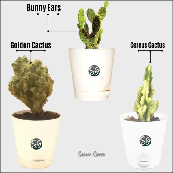 Sansar Green Set Of 3 Cactus Plants From Sansar Green