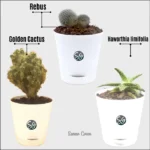 Sansar Green Table Top Plants From Sansar Green
