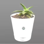 Sansar Green Table Top Plants From Sansar Green