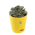 Sansar Green The Sun Loving Succulent Bundle From Sansar Green