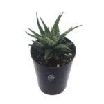 Sansar Green Top 3 Plants For Healthy Life style Plant With Self Watering Pot From Sansar Green