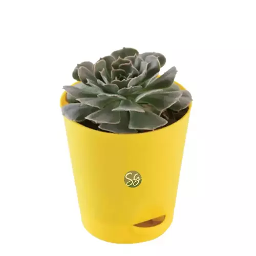 Sansar Green Top 3 Plants For Healthy Life style Plant With Self Watering Pot From Sansar Green