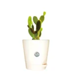 Sansar Green Top 3 Plants For Healthy Life style Plant With Self Watering Pot From Sansar Green