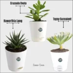 Sansar Green Air Purifier Indoor Plant home With Pot From Sansar Green