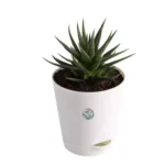 Sansar Green Air Purifier Indoor Plant home With Pot From Sansar Green