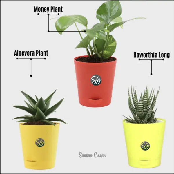 Sansar Green Combo of Indoor Live Plants From Sansar Green