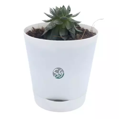 Sansar Green The Living Room Bundle Plants With Self Watering Pots From Sansar Green