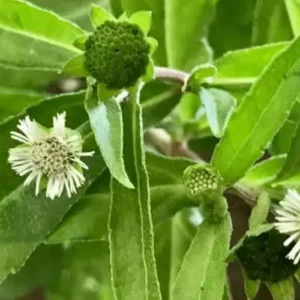 Sansar Green Bhringraj Seeds From Sansar Green