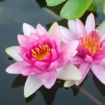 Sansar Green Lotus Flower Seeds From Sansar Green