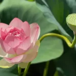 Sansar Green Lotus Flower Seeds From Sansar Green