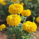 Sansar Green Marigold Flower Seeds From Sansar Green