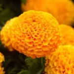 Sansar Green Marigold Flower Seeds From Sansar Green