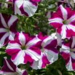 Sansar Green Petunia Flower Seeds From Sansar Green