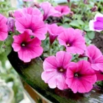 Sansar Green Petunia Flower Seeds From Sansar Green