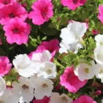 Sansar Green Petunia Flower Seeds From Sansar Green