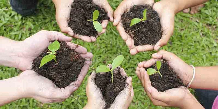 Gardening Blogs sansar green
