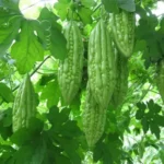 Sansar Green Bitter Gourd Seeds From Sansar Green