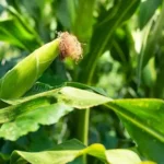 Sansar Green Big Pop Corn Seeds From Sansar Green