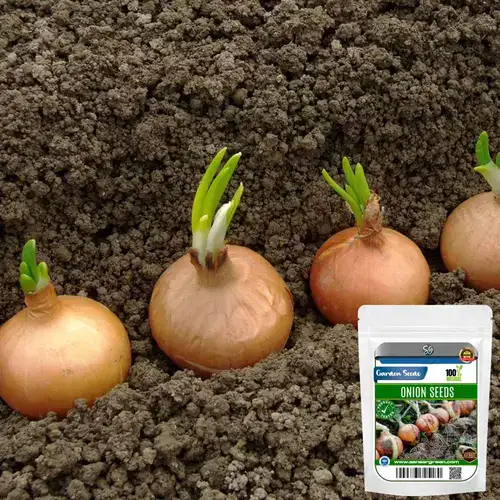 Sansar Green Combo Pack of 5 Vegetable Seeds