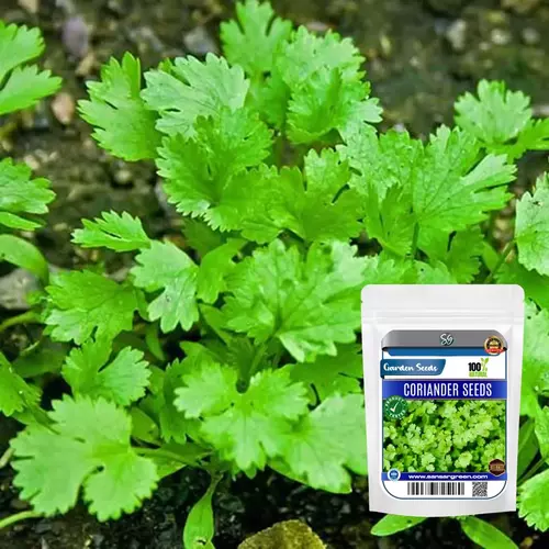 Sansar Green Combo Pack of 5 Leafy Vegetable Seeds