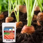 Sansar Green Combo Pack of 3 Salad Vegetable Seeds