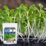 Sansar Green Micro green Combo Seeds
