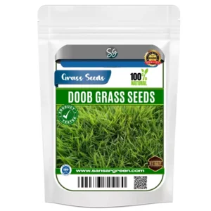 Sansar Green Doob Grass Seeds From Sansar Green