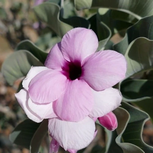 Adenium sansar green