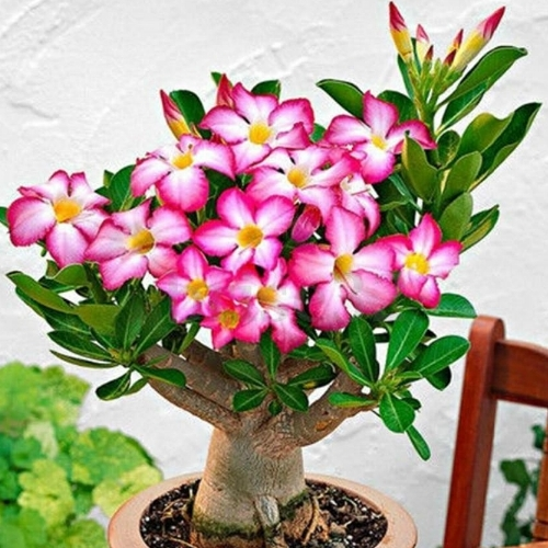 Adenium sansar green