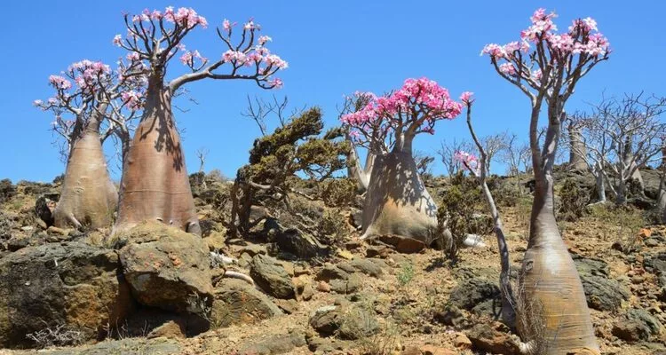 Adenium sansar green