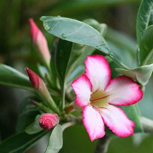 Adenium sansar green