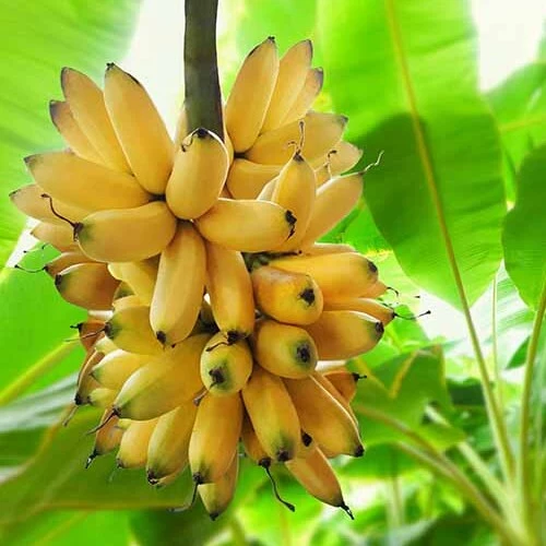 Banana tree sansar green
