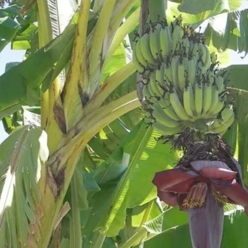 Banana tree sansar green