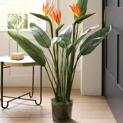 Bird-Of-Paradise-sansar_green