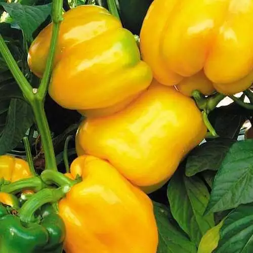 Yellow Capsicum_sansar_green_1