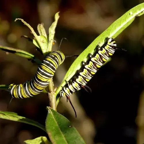 Caterpiller in the plants_sansar green