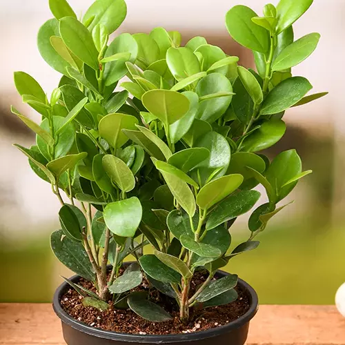 Ficus_plant_Sansar_green_1