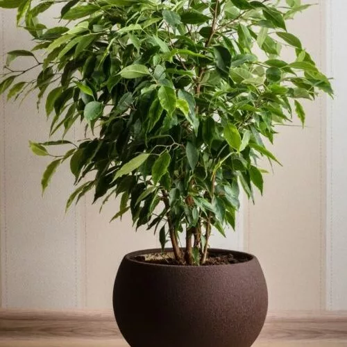 Ficus_plant_Sansar_green_2