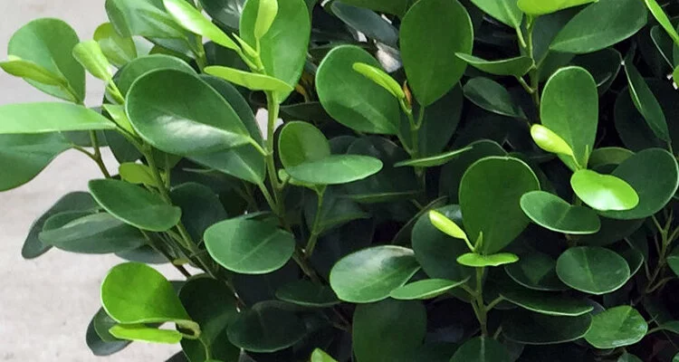 Ficus_plant_Sansar_green_3